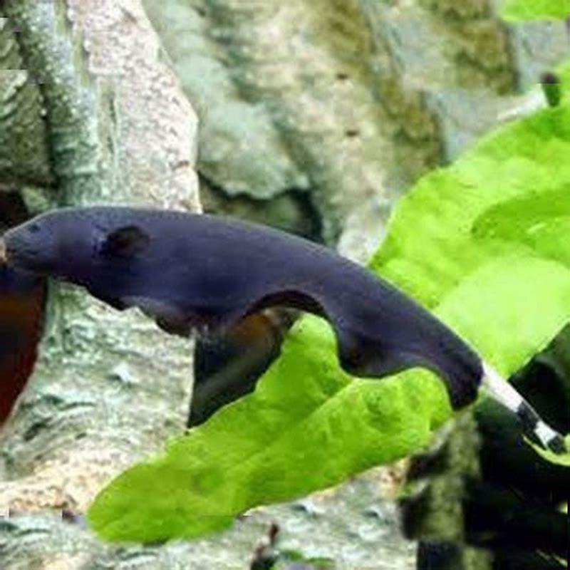 Do black ghost knife fish eat other fish?
