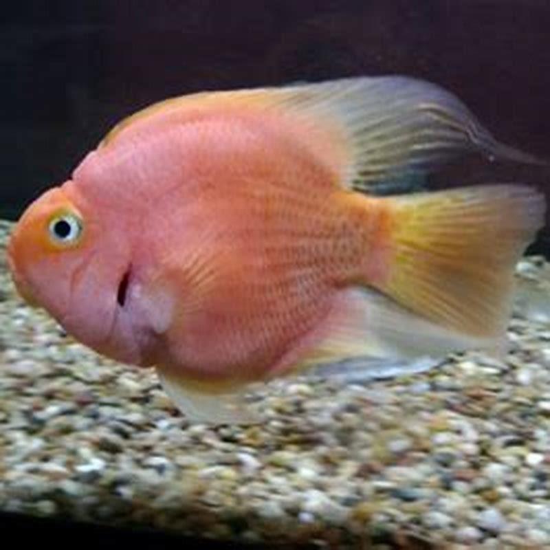Do cichlids bite other fish?