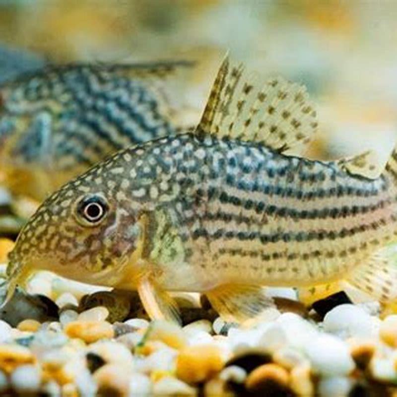 Do Cory Catfish do better in pairs?