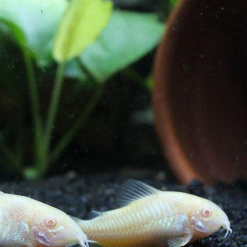 Do cory catfish need algae?