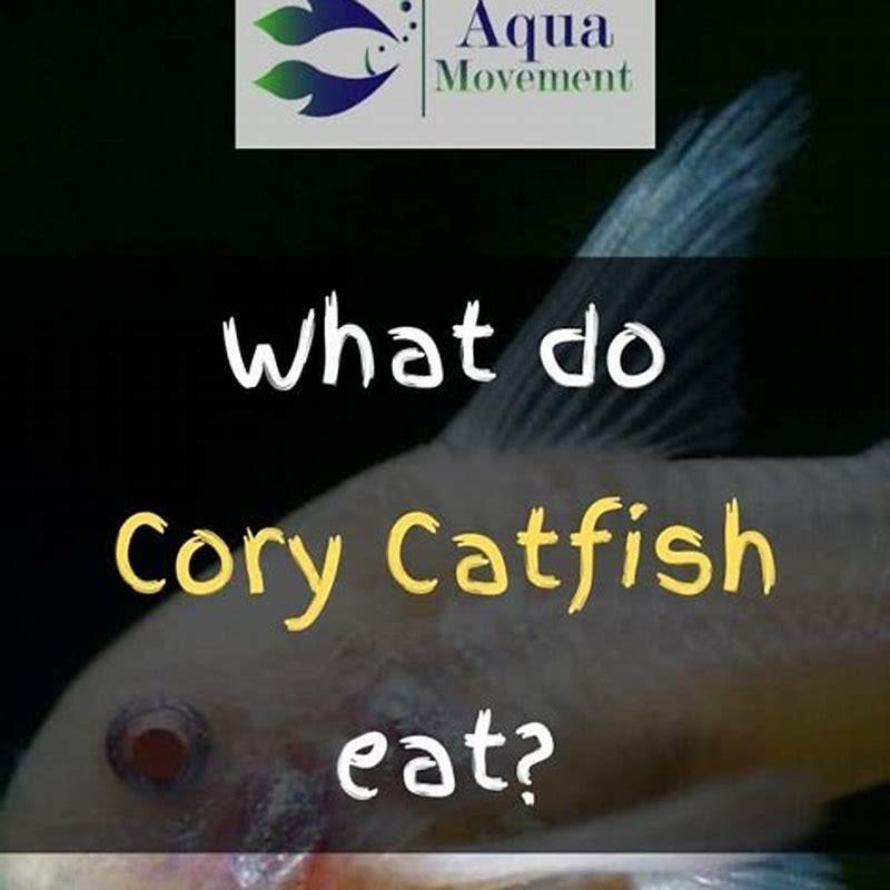 Do cory catfish play with each other?
