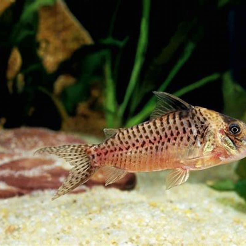 Do cory catfish produce a lot of ammonia?