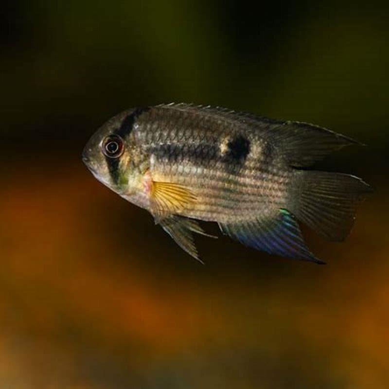 Do keyhole cichlids dig?