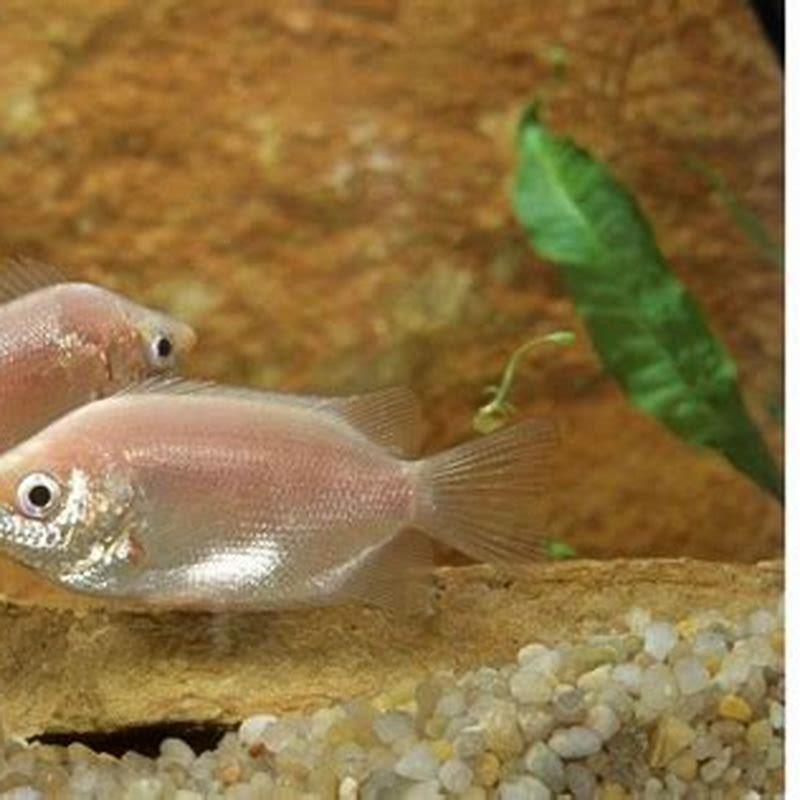Do kissing Gouramis need to be in pairs?