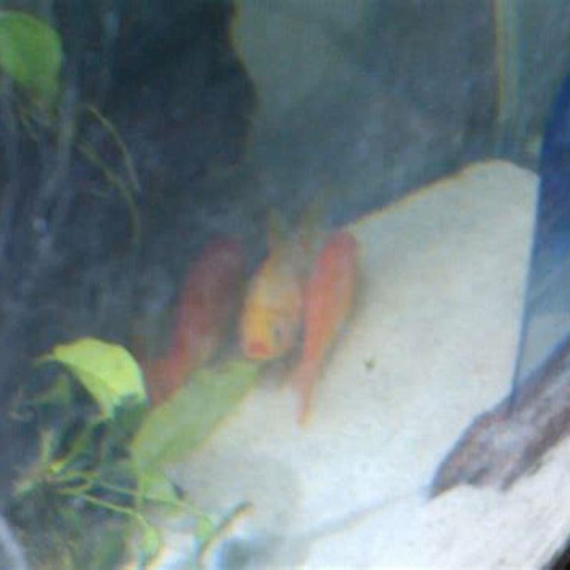 Do loaches get lonely?
