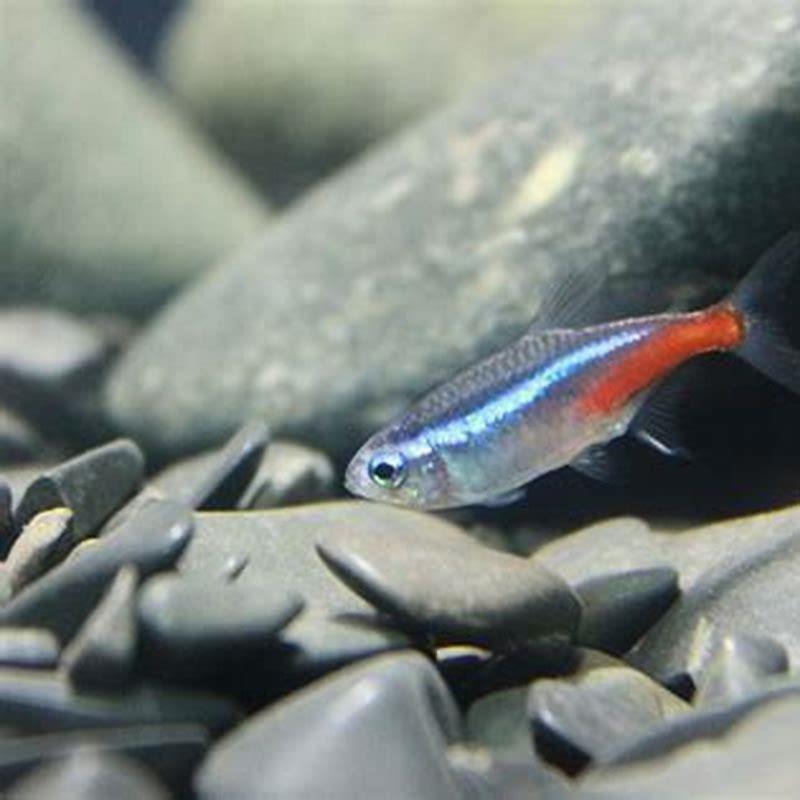 Do neon tetras live in groups?