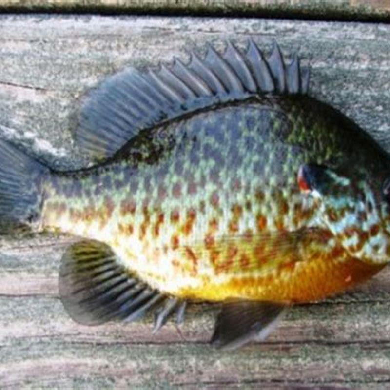 Do people eat pumpkinseed sunfish?