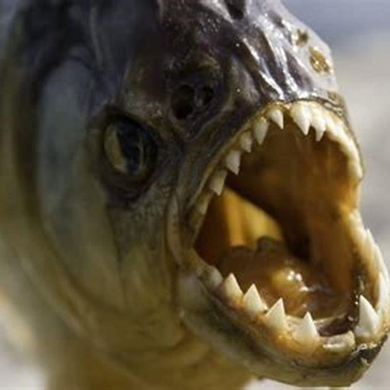 Do piranhas eat living animals?