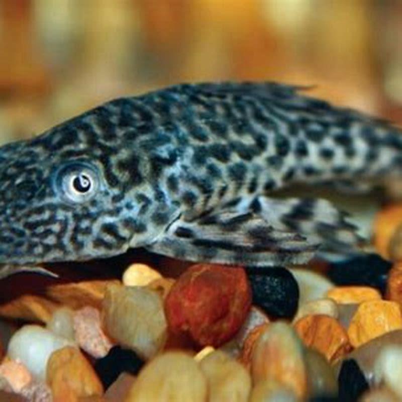 Do plecos need friends?