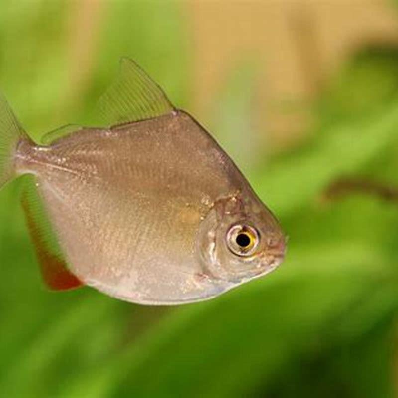 Do silver dollar fish eat other fish?