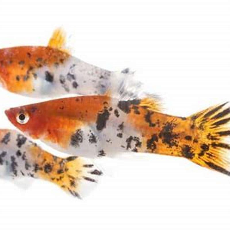 Do swordtails get along with Platies?