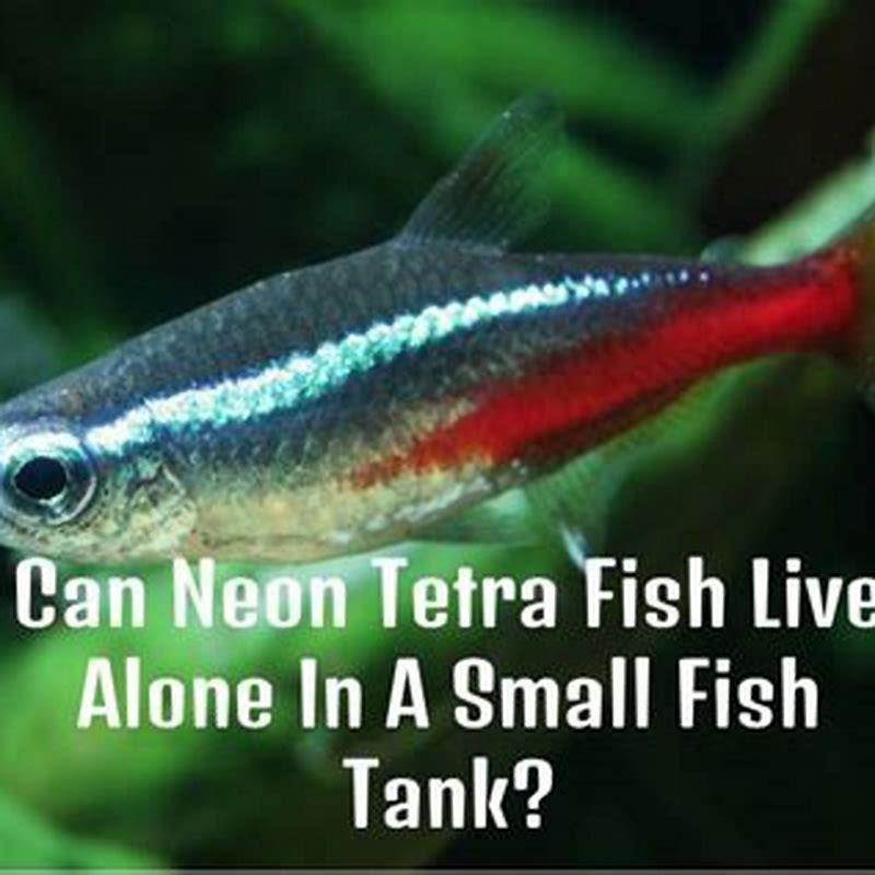 Do tetra fish get lonely? - DIY Seattle