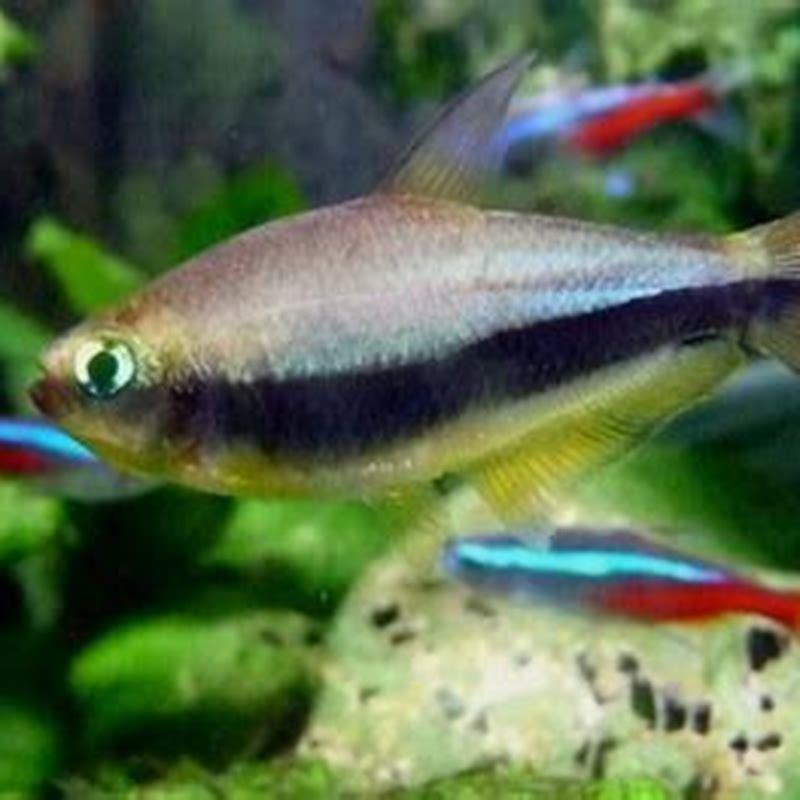 Do tetras need salt?