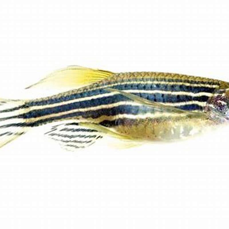 Do zebra danios nip fins?