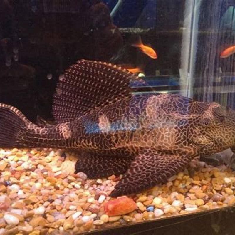 How big do Adonis pleco get?