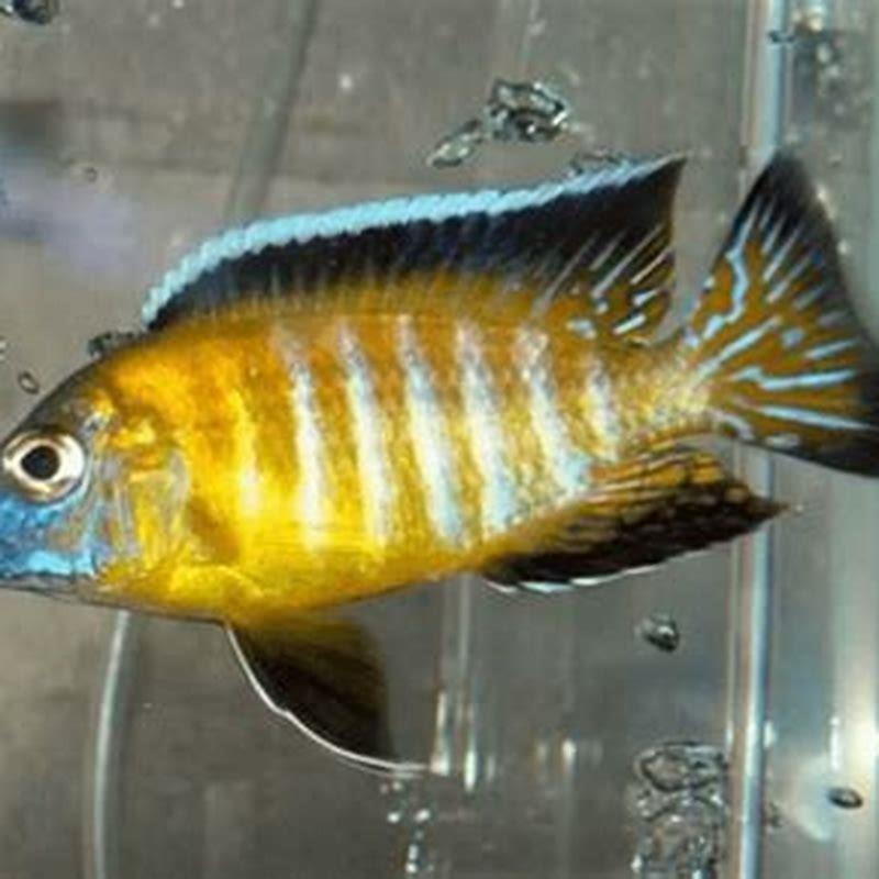 How big do cichlids fish get?