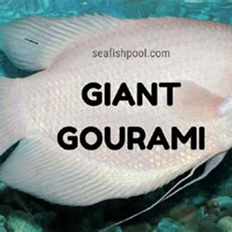 How big do giant Gouramis get?