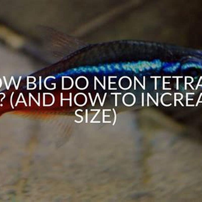 How big do glass tetras get?