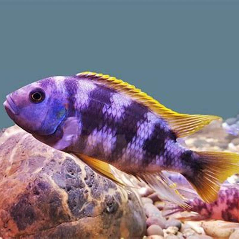 How big do Mbuna cichlids get?