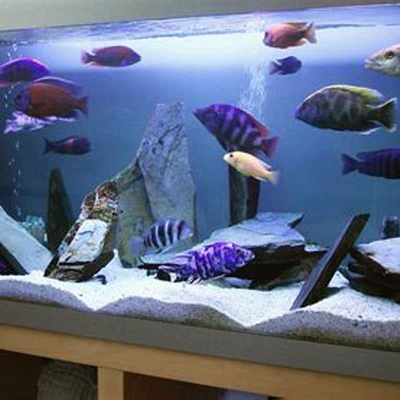 How big do Orange African cichlids get?