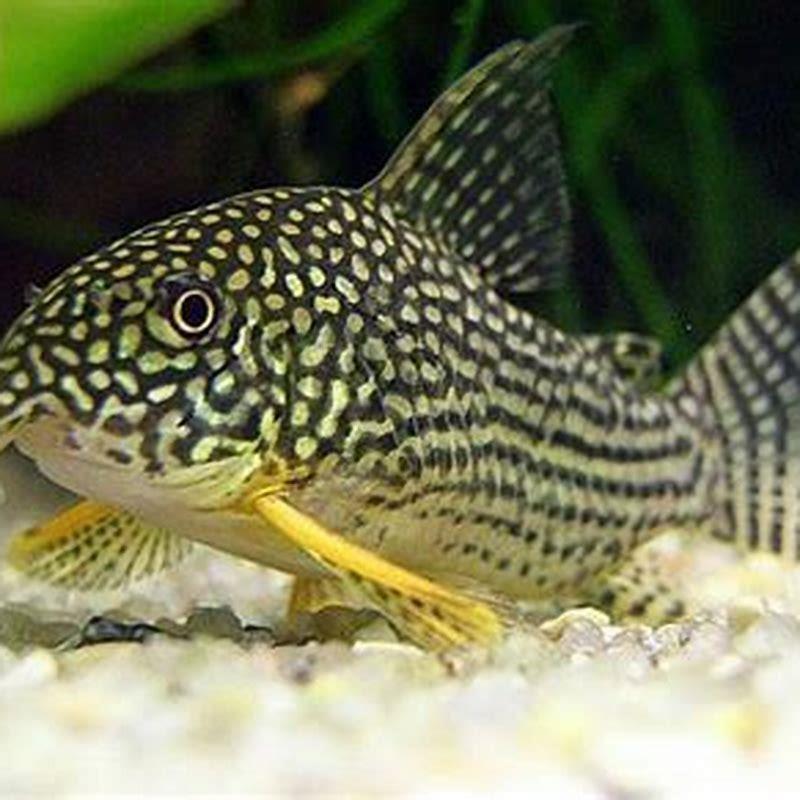 How big do Sterbai Corydoras get?