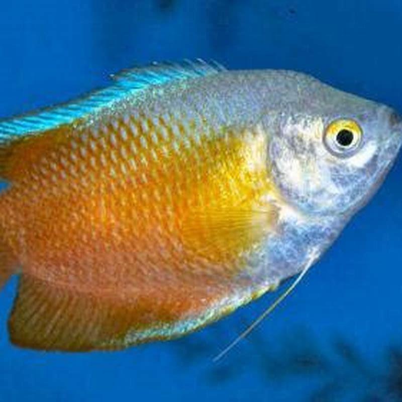 How big do thick lipped Gouramis get?