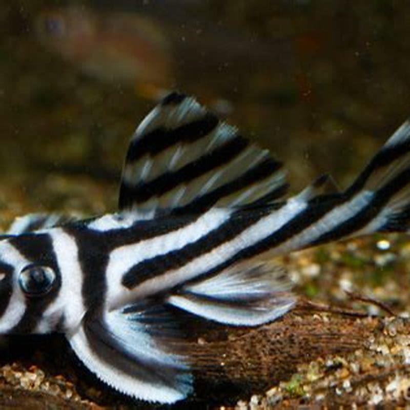 How big do zebra pleco grow?