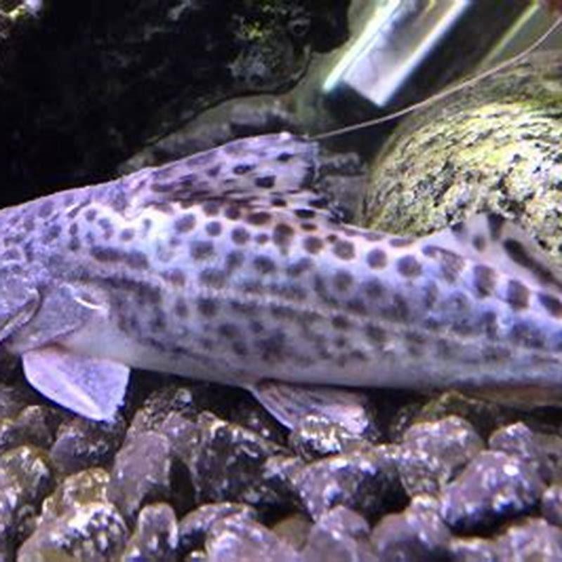 How big does a Pictus Catfish get?