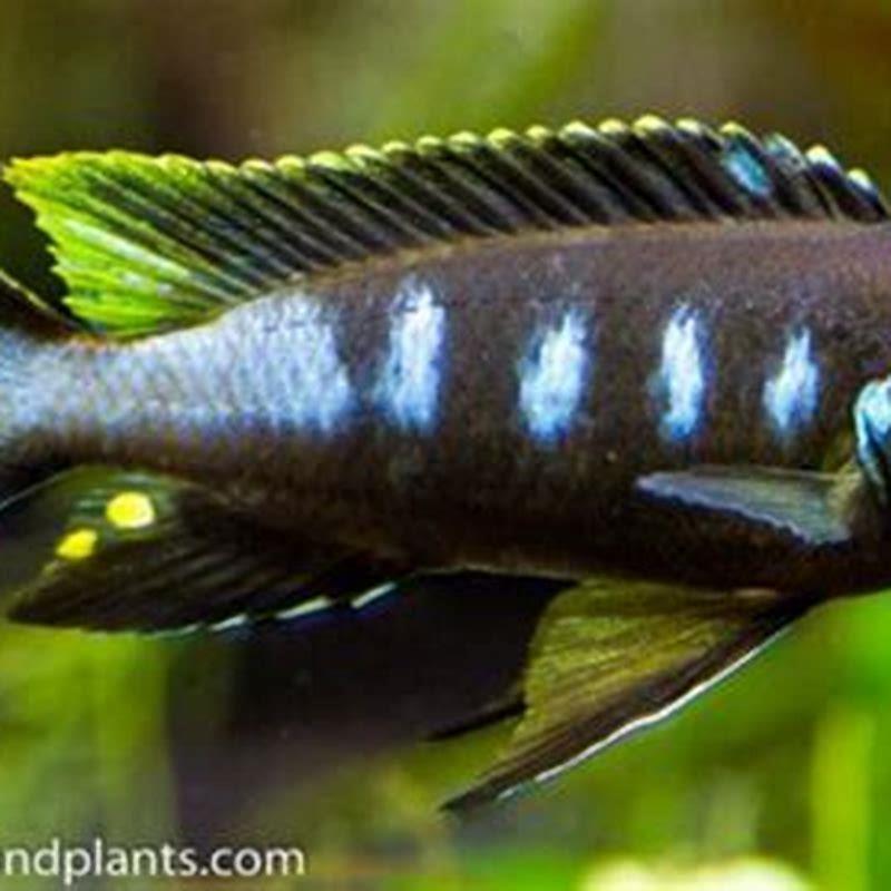 How do I get my African cichlids to breed?