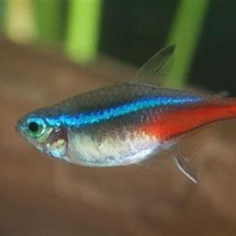 How do neon tetras get their color?