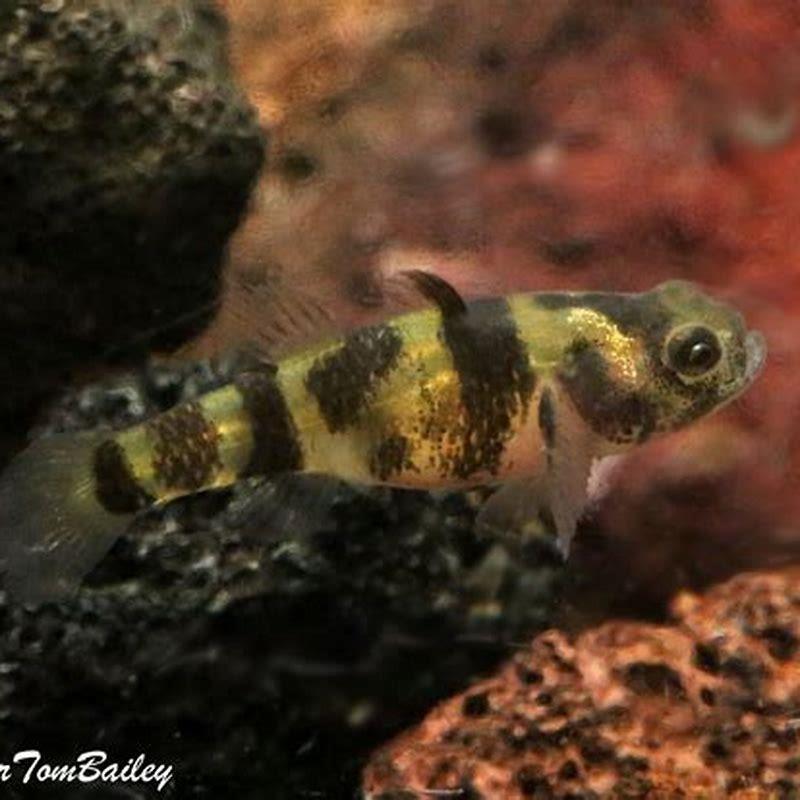 How long can bumblebee gobies live in freshwater?