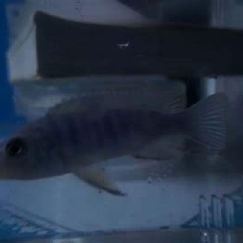 How long do African cichlids take to grow to full size?