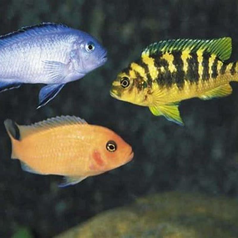 How long do cichlids live in an aquarium?