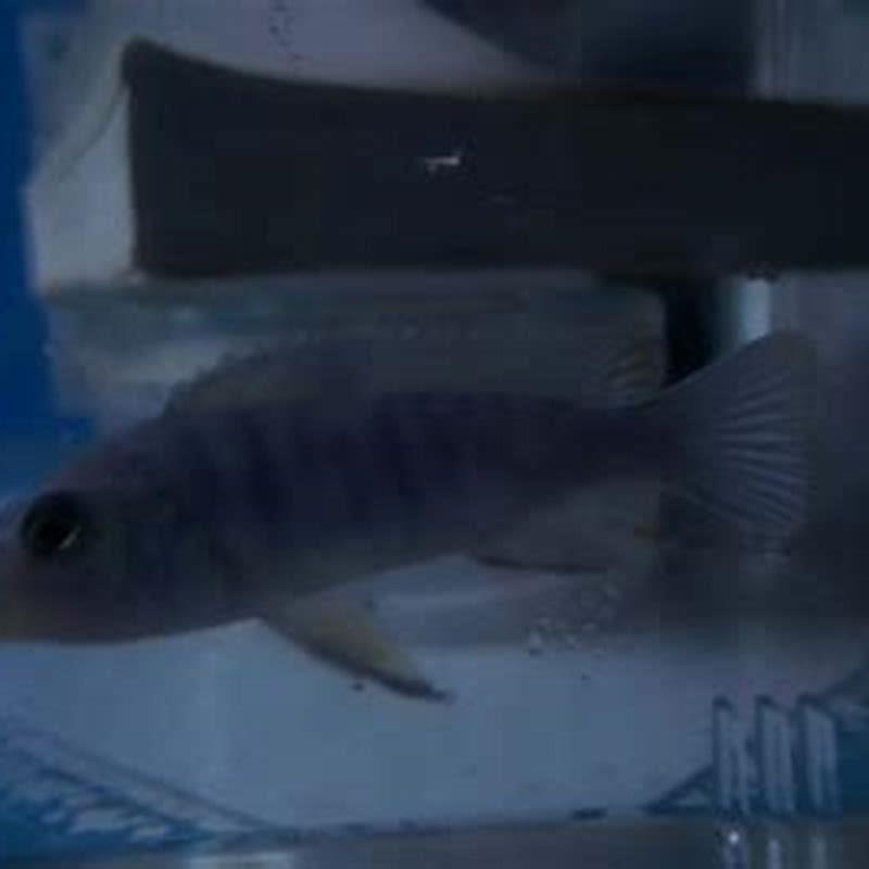 How long do cichlids take to grow to full size?