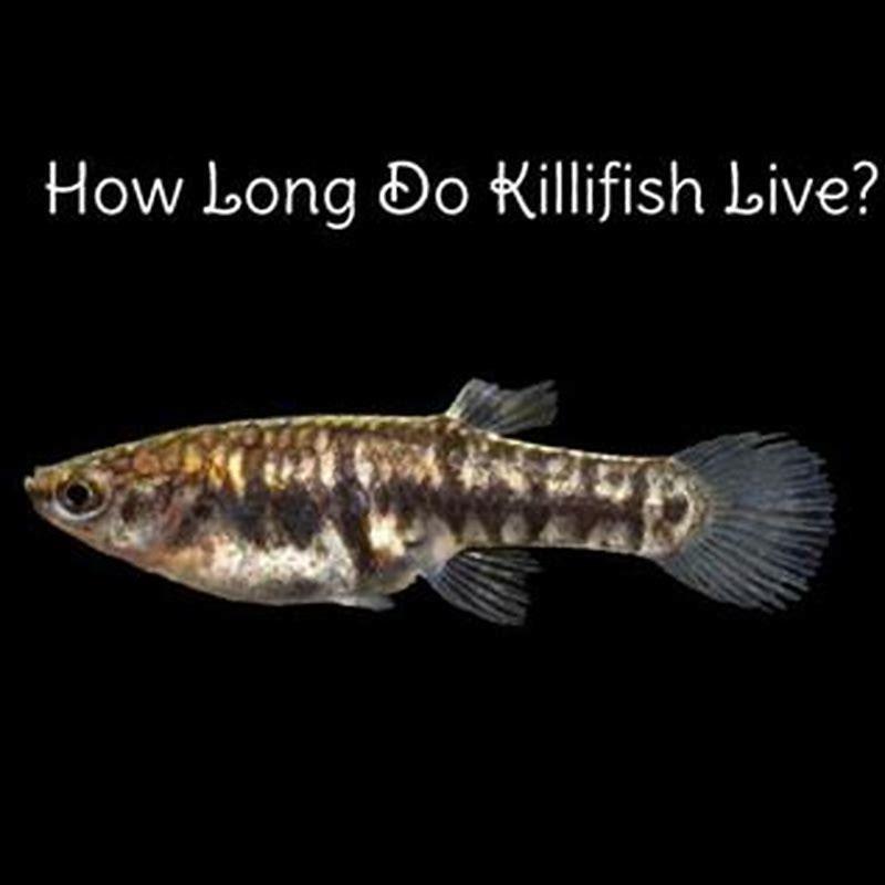 How long do killifish live for?