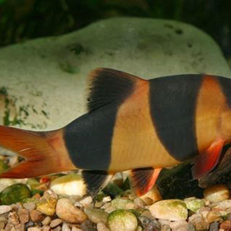 How long do loaches fish live?