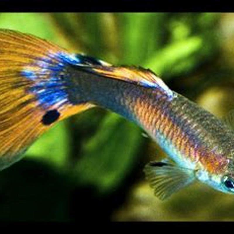 How long do rainbow fish live for?