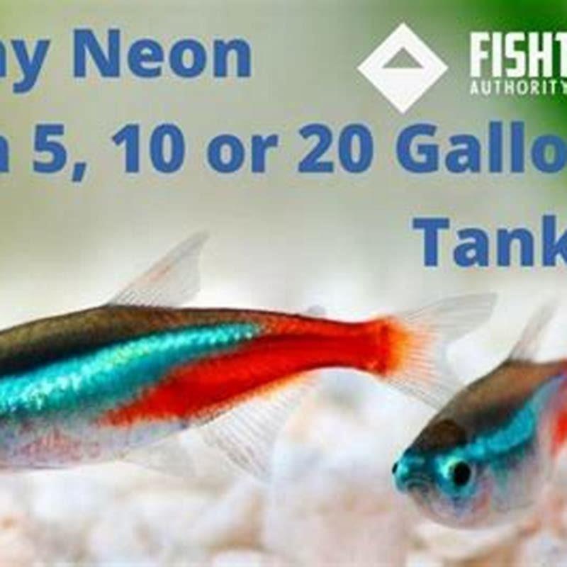 How many fish can you have in a tetra school?