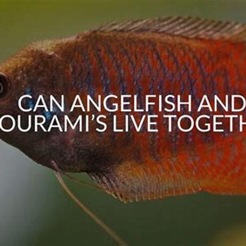 How many gouramis can live together?