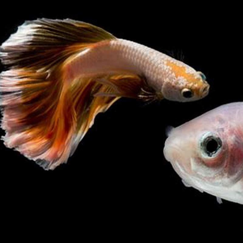 How many Otocinclus should be kept together?