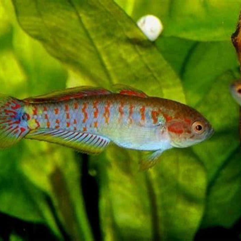 How many Peacock Gudgeons should be kept together?
