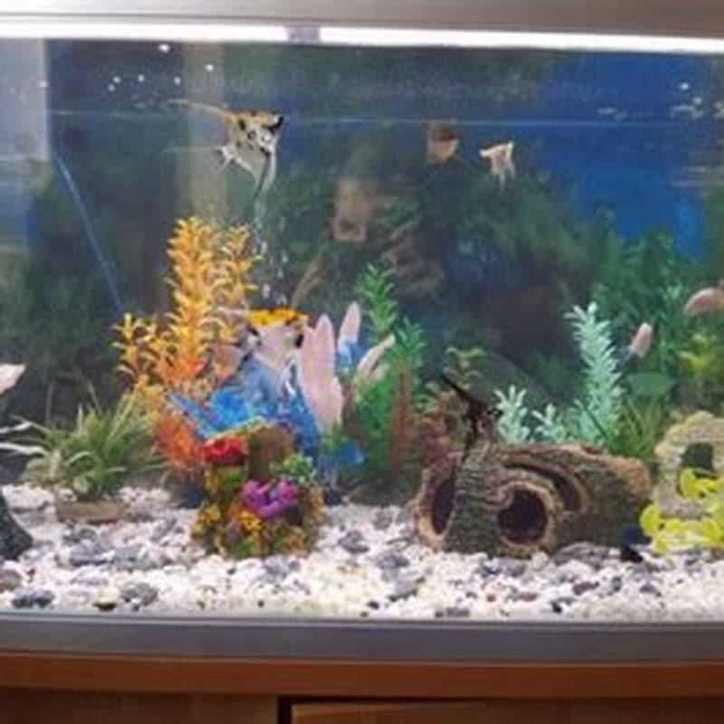 How many pearl gouramis should be kept together?