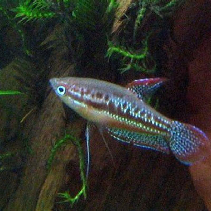 How many sparkling gourami should I keep?