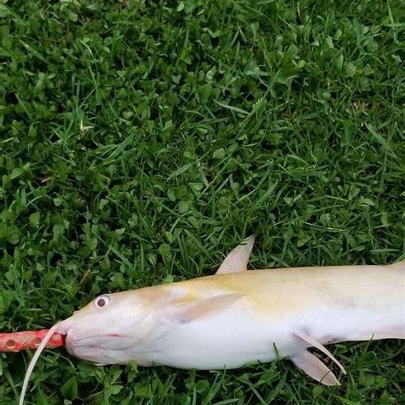 How much is an albino catfish?