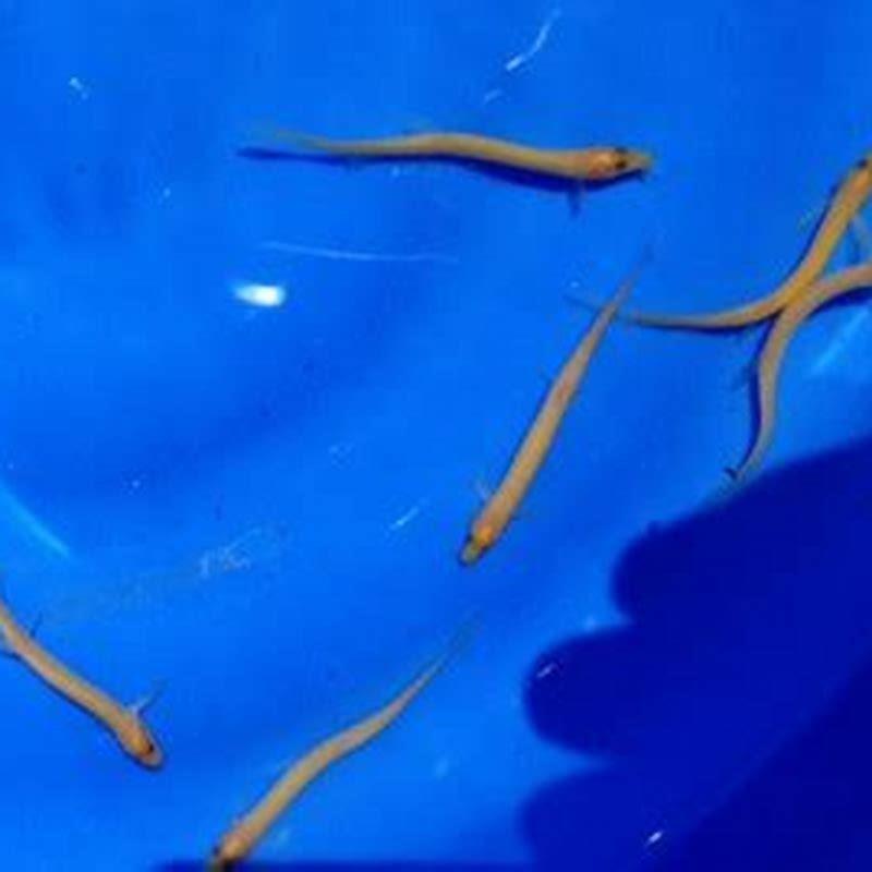 Is a Dojo Loach an eel?
