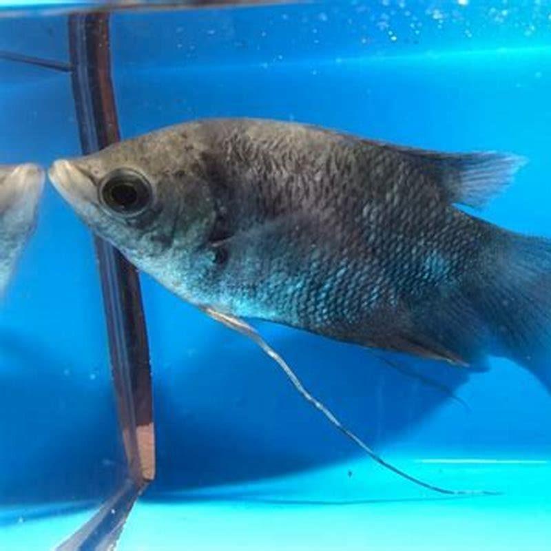 Is Giant gourami rare?