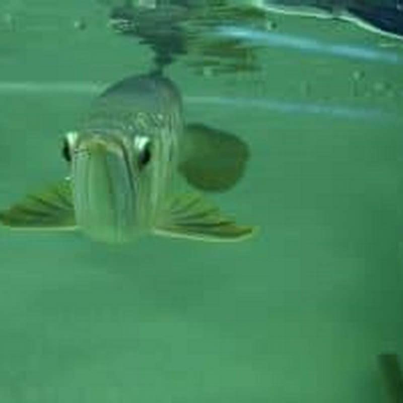 Is it legal to own arowana?