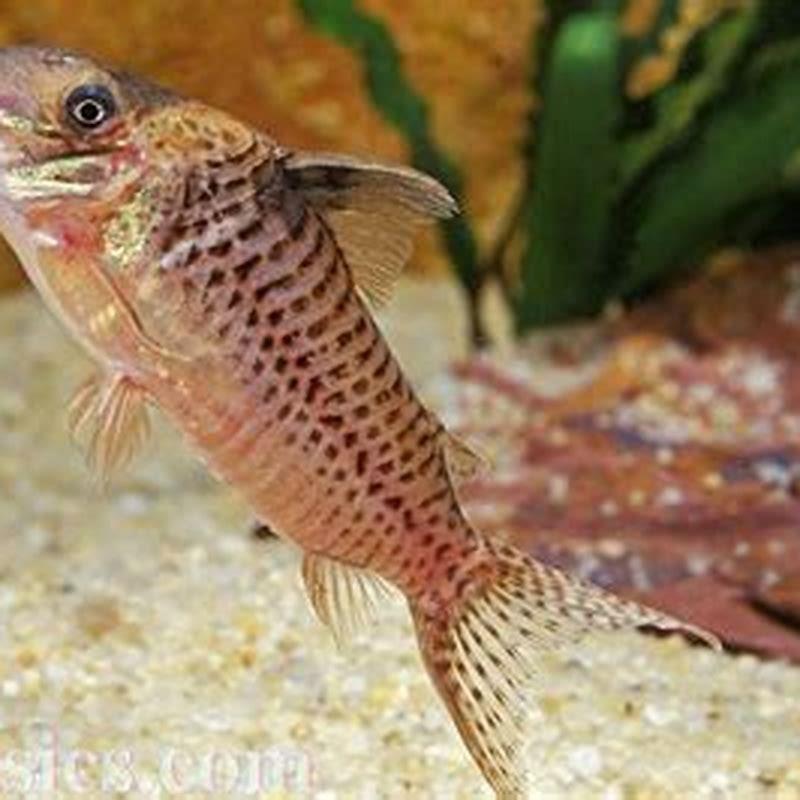 Is It OK To Mix Cory Catfish DIY Seattle is-it-ok-to-mix-cory-catfish-diy-seattle