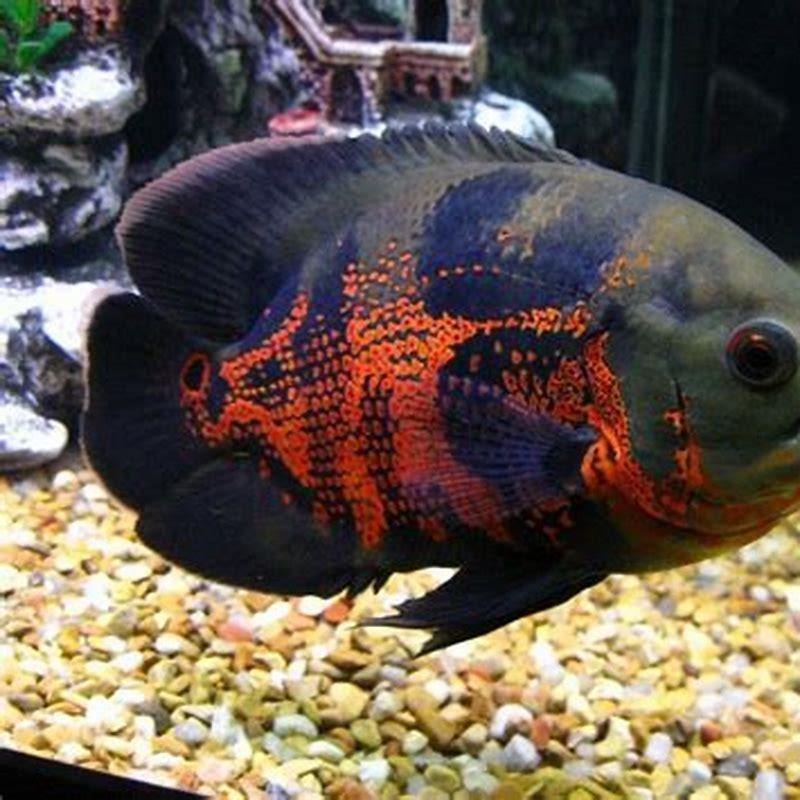 Is Oscar fish good for home?