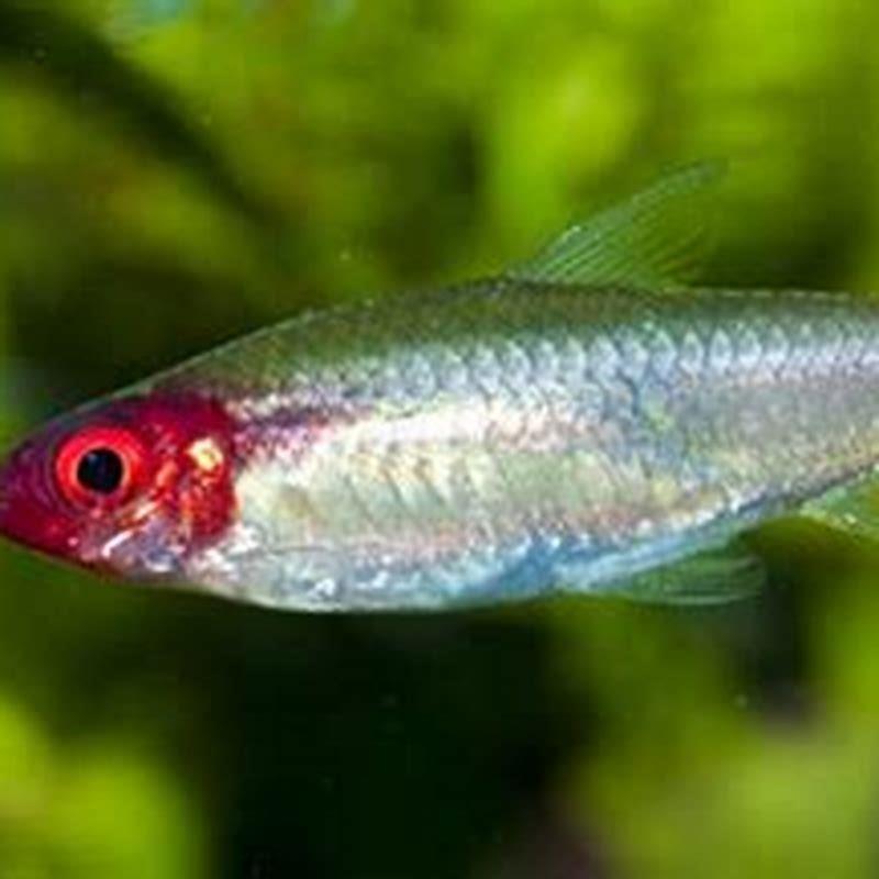 Is rummy nose tetra aggressive?